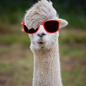 Meet your Posher, Grayson